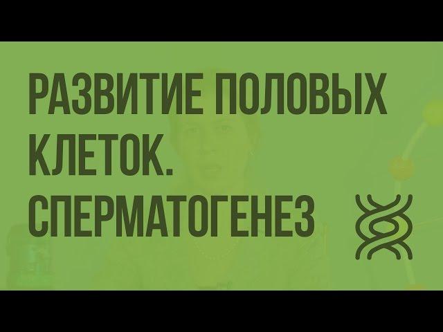 Развитие половых клеток. Сперматогенез. Видеоурок по биологии 10 класс