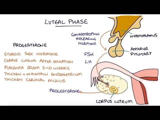 Understanding the Menstrual Cycle