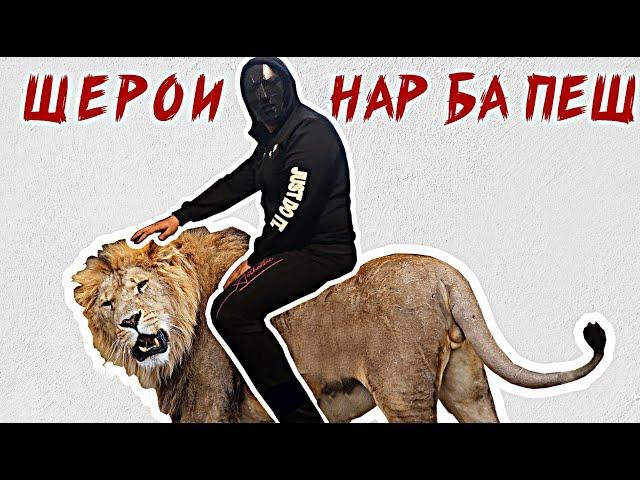 БАРОИ ШЕРОИ НАРРР..!!! Шер Хуб, Гург Ё Паланг.???