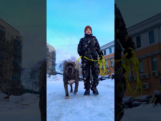 Не будь чушпаном лайкни да  от души благодарю  #домбультазавров  #dog #чушпан #лайк