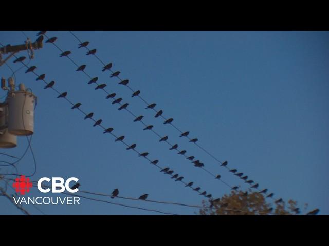 Why crows fly to Burnaby every evening