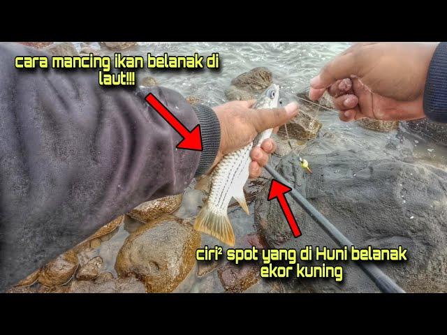 CARA MANCING BELANAK DI LAUT!!! Ciri² Spot Yang Di Huni Ikan Belanak Ekor Kuning