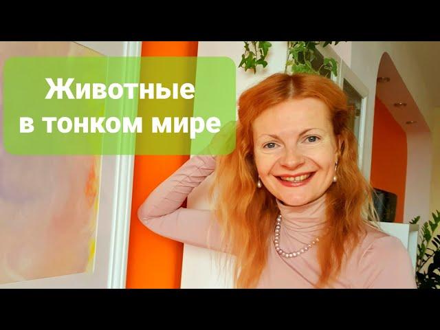 Животные в тонком мире