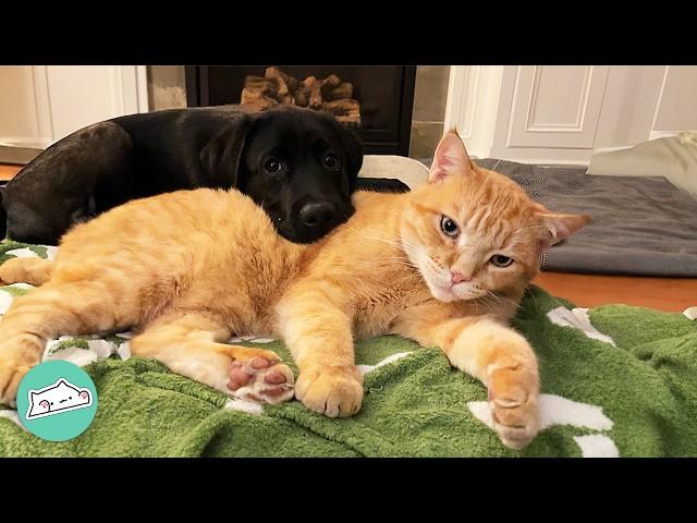 Bossy Cat Ruled The House Until Baby Lab Changed Everything | Cuddle Buddies