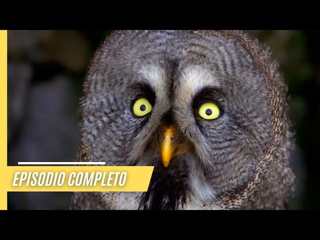 La Magia de los Pájaros | Episodio Completo