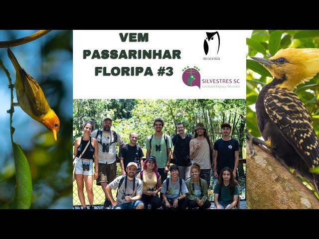 OBSERVAÇÃO DE AVES - VEM PASSARINHAR FLORIPA III - PARQUE DO CORREGO GRANDE