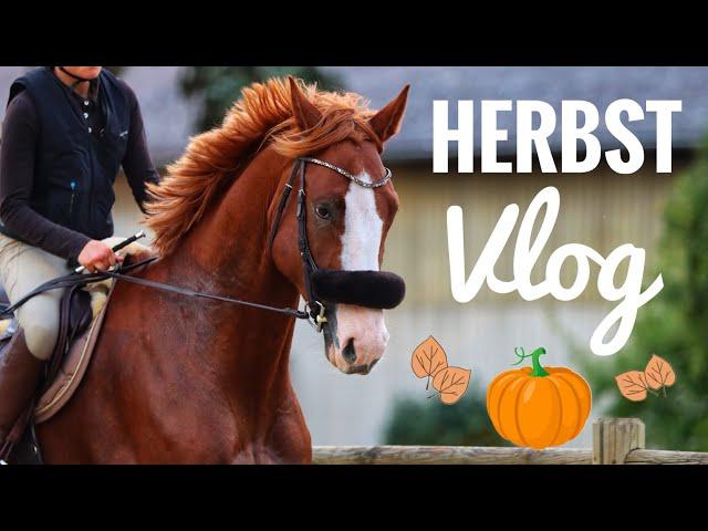 HERBSTTAG IM STALL mit eigenem Pferd 