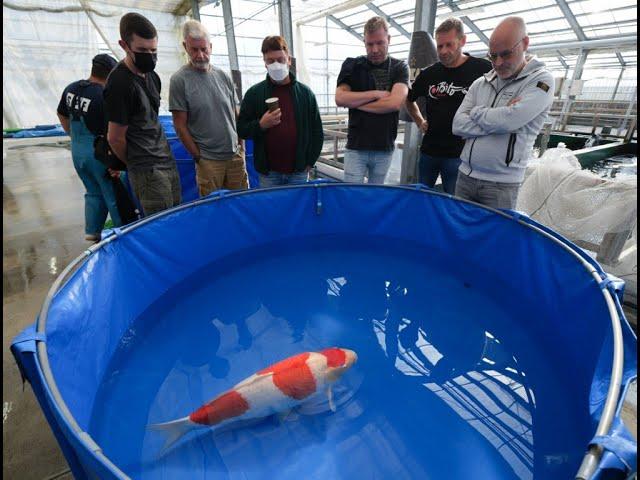 Inside the booming popularity of Hiroshima’s koi