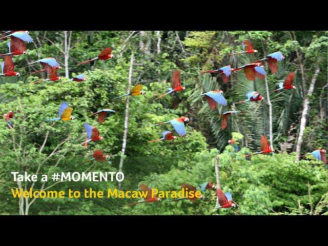 Take a MOMENTO - Discover the Paradise of Macaws | Tambopata