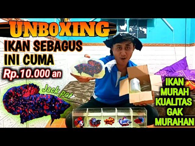 UNBOXING 1 Box Isi 5 Ekor Ikan Cupang Top Grade!!!