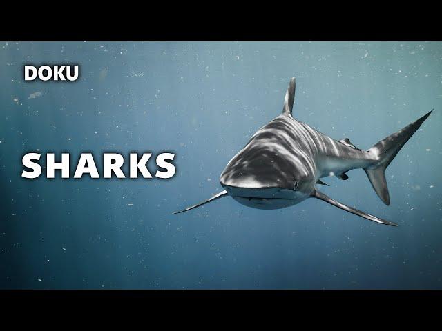 Sharks (Great White Shark Documentary | Shark Documentary | German)