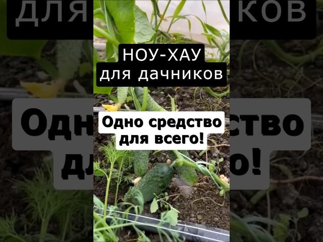 Одно средство для всего огорода #сад #огород #дача #урожай