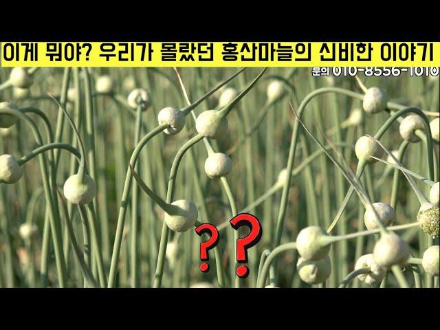 [한국농수산TV]  이게 뭐야?? 우리가 몰랐던 홍산마늘의 신비한 이야기 - 충남 홍성