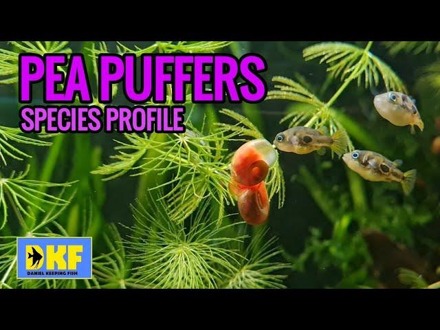 PEA PUFFER SPECIES PROFILE.