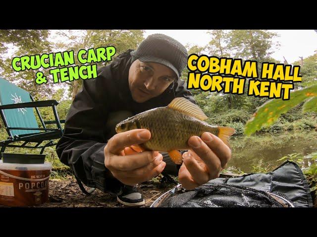 Fishing For Tench, Crucian Carp & Roach At Cobham Hall In North Kent