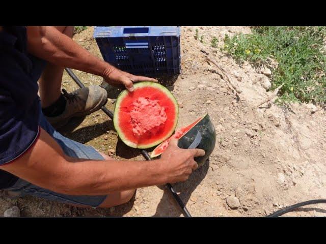 Como saber, si una SANDIA esta madura.