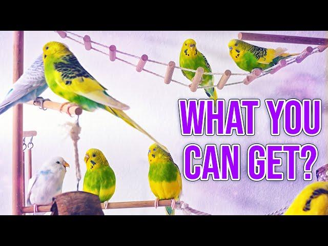 Top 8 Pet Birds You can Get in Pet store