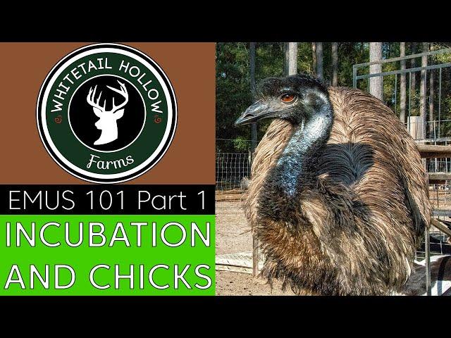 EMUS 101 Part 1: Incubation and Chicks