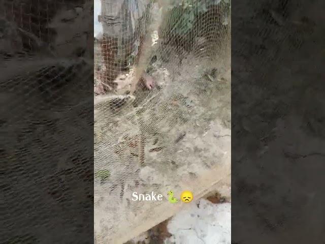 snake in net during catching fish