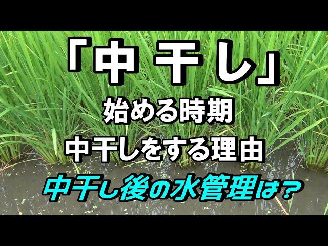 【中干し】始めるタイミング・中干しをする理由・その後の水管理について、改めて確認しました！