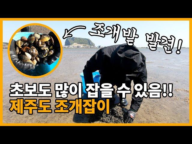 제주도 조개잡이 시즌 시작!! 초보자도 많이 잡을 수 있어요~