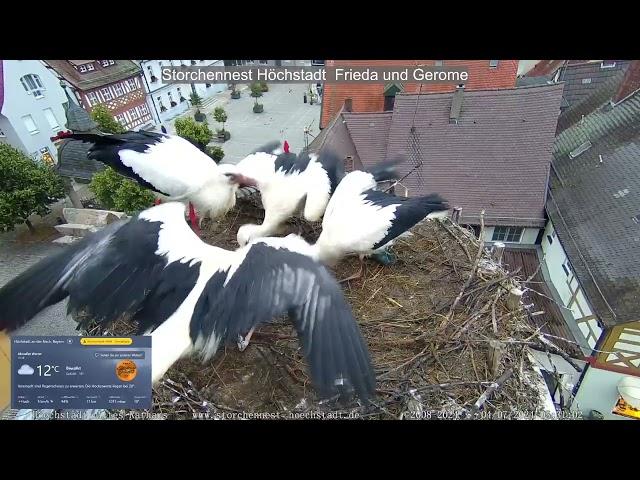 2024 07 04 Storchennest Höchstadt, schönen guten Morgen, Frieda bringt schon Frühstück um 5.25 Uhr