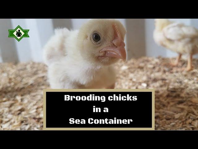 Brooding in a sea container!