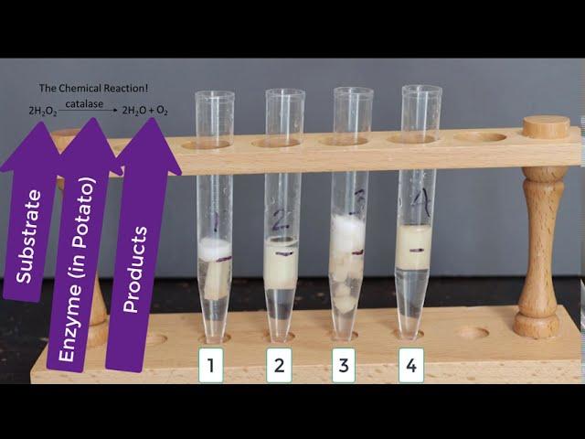 Enzyme Potato Experiment