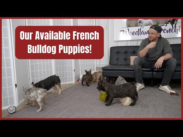 Our Available French Bulldog Puppies!