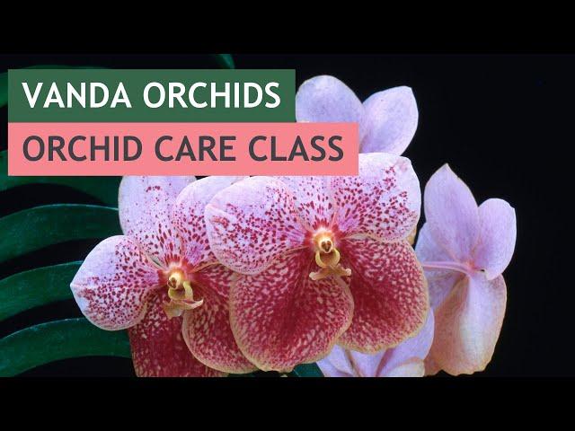 Vandas: Orchid Care Workshop | #VizcayaMuseum