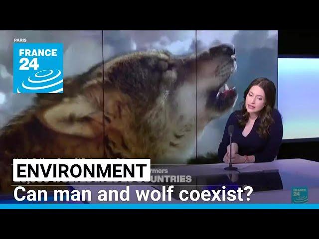 Can man and wolf coexist? Predator's return causes backlash among European farmers • FRANCE 24