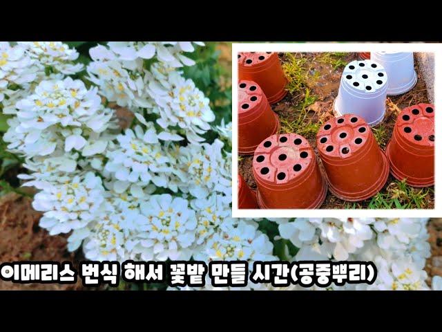 이메리스 부자되는 시간(공중뿌리 총정리)