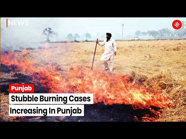 Punjab Sees 1,842 Cases Of Stubble Burning On November 1