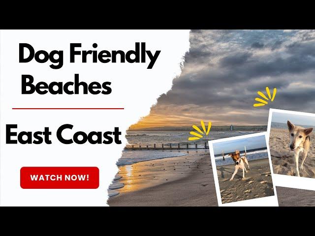 The Best Dog Beaches on the East Coast!