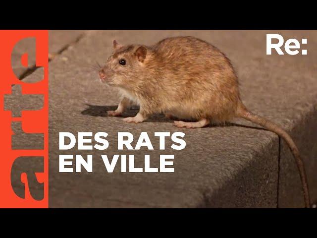 Rats : peur sur la ville (2023) | ARTE Regards