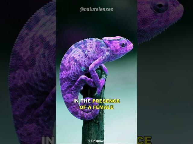 How Chameleon Changes Color