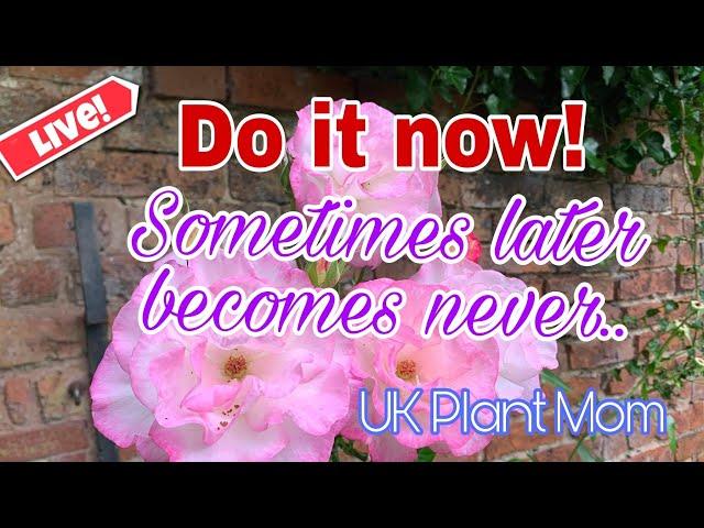 UK Plant Mom