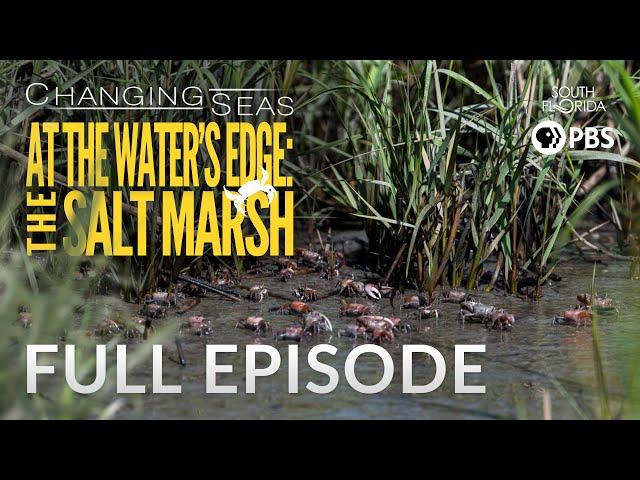 At the Water's Edge: The Salt Marsh | Changing Seas