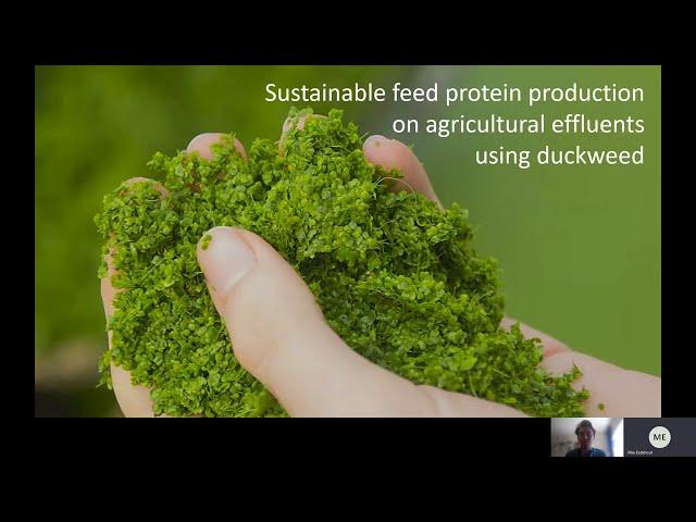 Animal production systems: Sustainable feed formulations