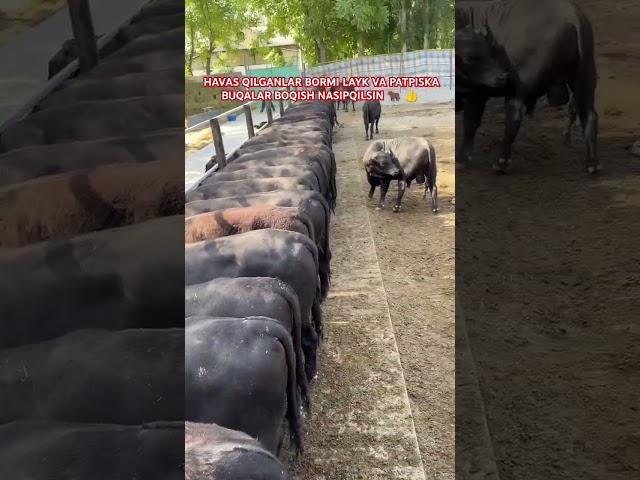  FARMING#instagram#tiktok#youtube#cow#travel#zubr#mini#fish#fishing#rek#trend#tiraktor#FARMING#FARM