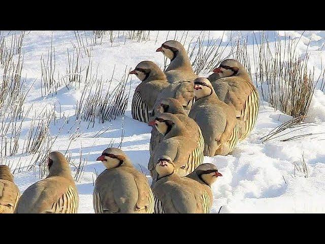 KARDA TAVŞAN KEKLİK AVI (TAVŞANLAR BİRBİRİYLE YARIŞTILAR) HARE HUNTİNG охота на куропатку