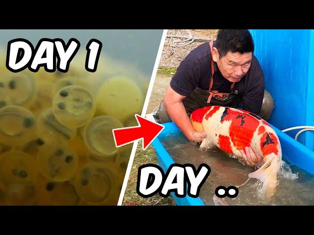 DAY IN THE LIFE of a JAPANESE KOI BREEDER