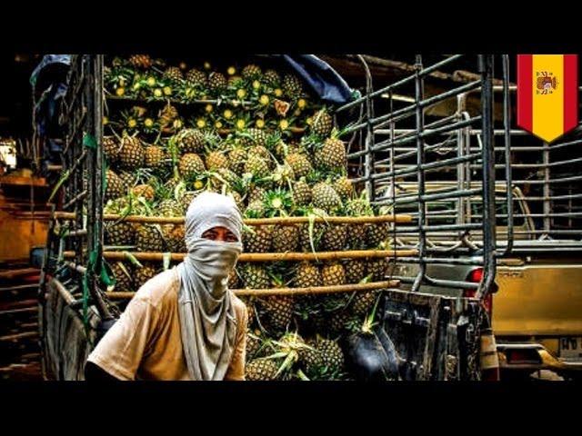 Spain drug bust: huge cargo of cocaine found in pineapple shipment