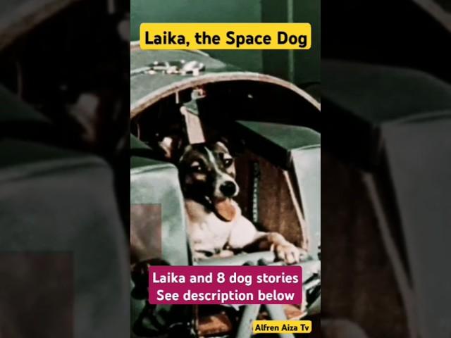 Laika the Soviet Space Dog Story #fyp #dog #doglover