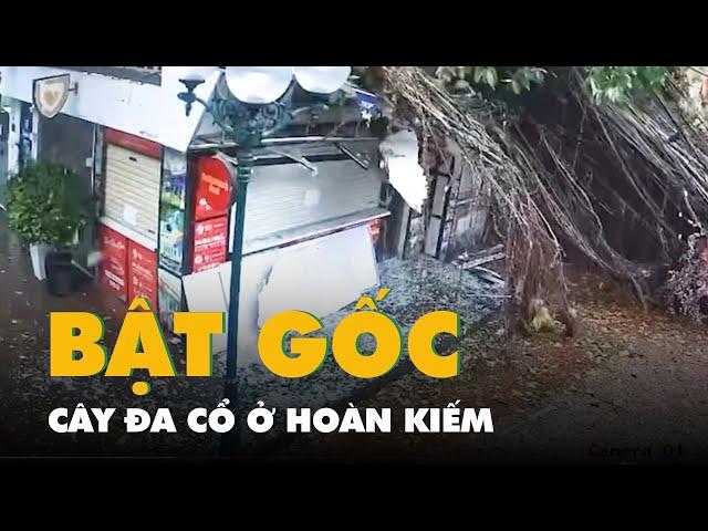 Khoảnh khắc cây đa cổ ở Hoàn Kiếm bật gốc do ảnh hưởng của bão số 3