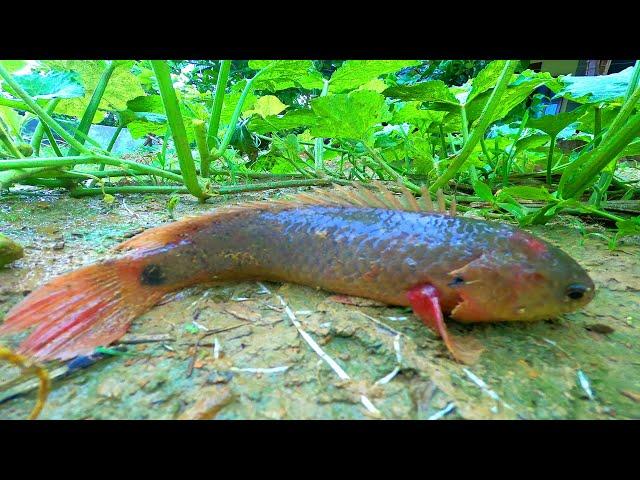 Rainy Day Fishing 2023! Finding and Catching Climbing Perch Fish in Reverse Water Ponds Rain Season