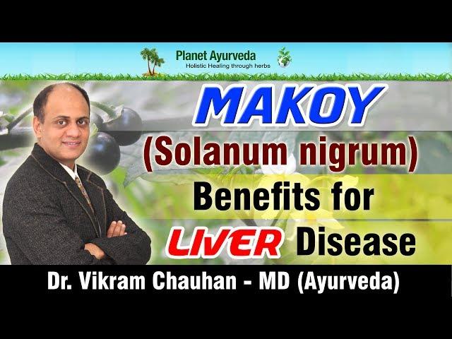 Makoy (Solanum nigrum) - Benefits for Liver Disease