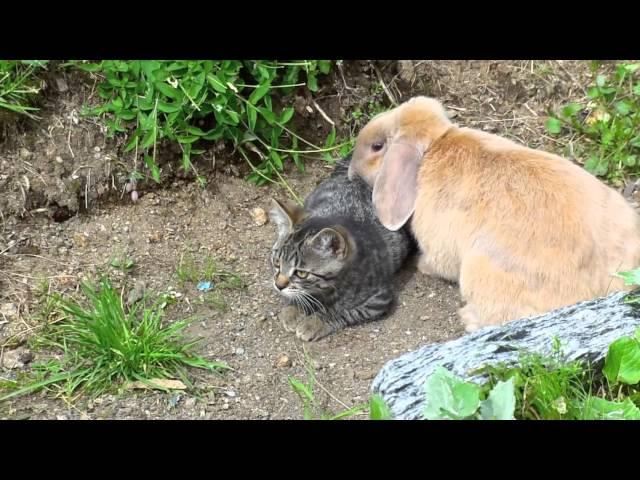 Cat vs. Rabbit