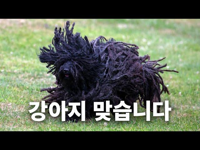 They lose a single strand of hair. One BIG strand | Dog Encyclopedia Hungarian Puli