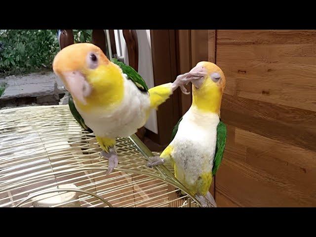 The FUNNIEST Parrots  Best Compilation